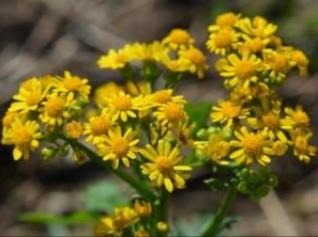 Look for this weed in the rosette stage now so you’re not surprised by the bloom this spring.